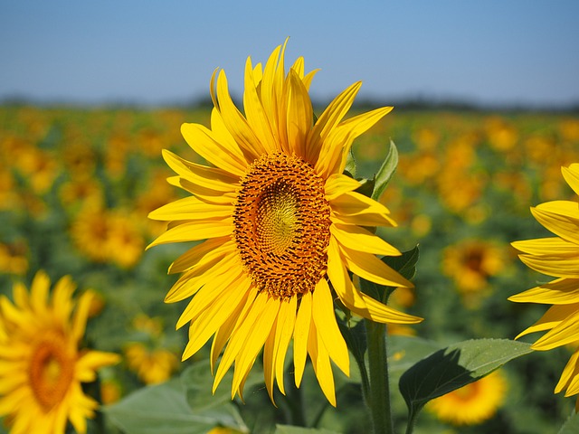sun-flower-1521864_640